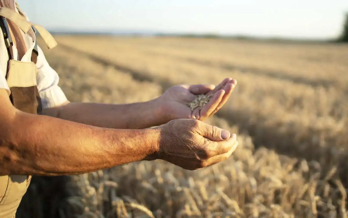 farmers hands wheat crops field - Moldova Invest